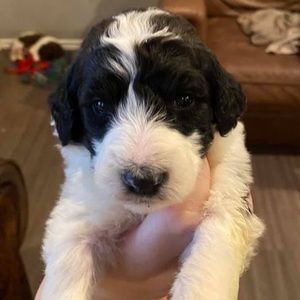 Meet your Posher, Bryant